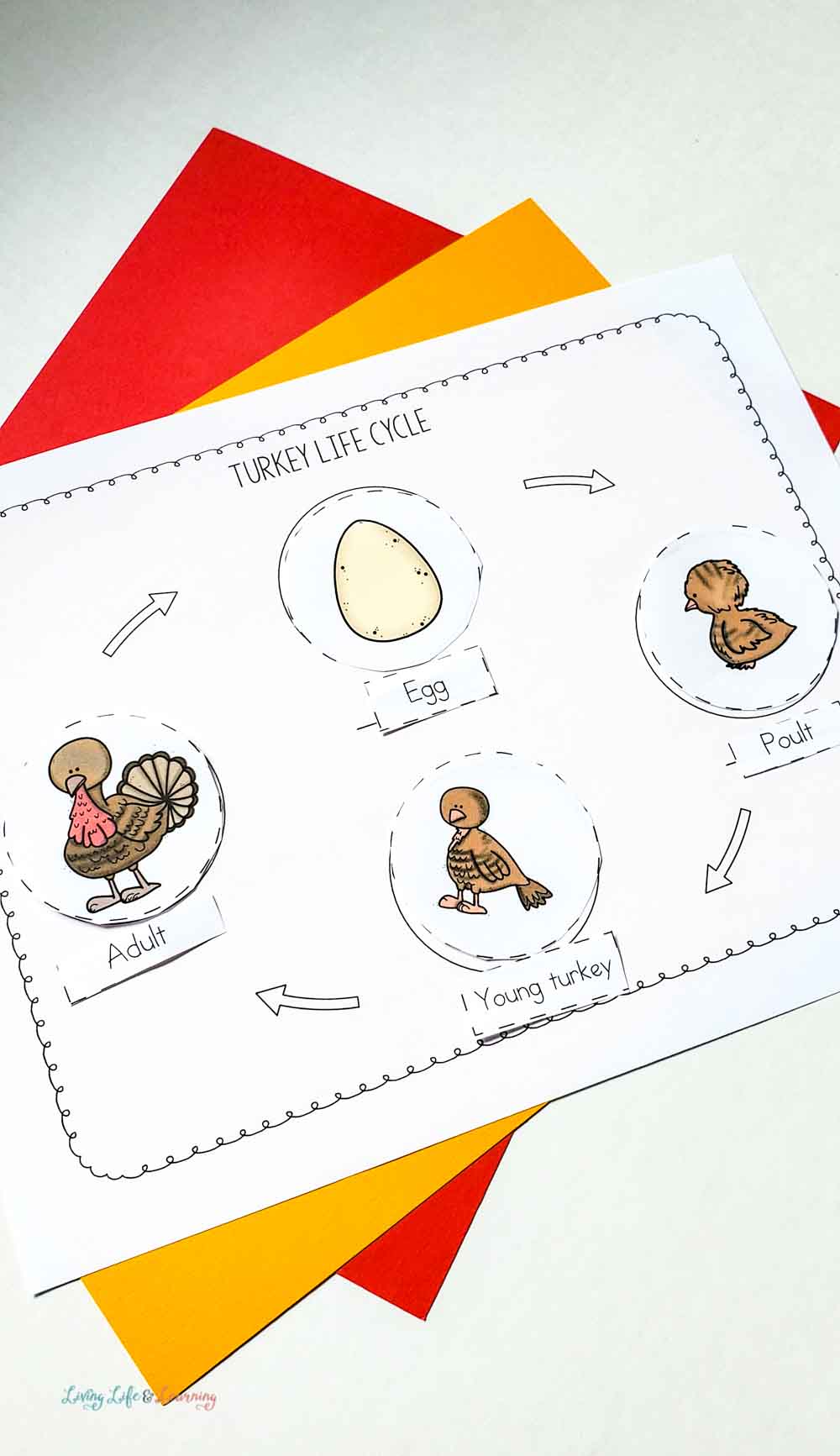 life cycle of a turkey printable