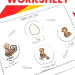 life cycle of a turkey worksheet
