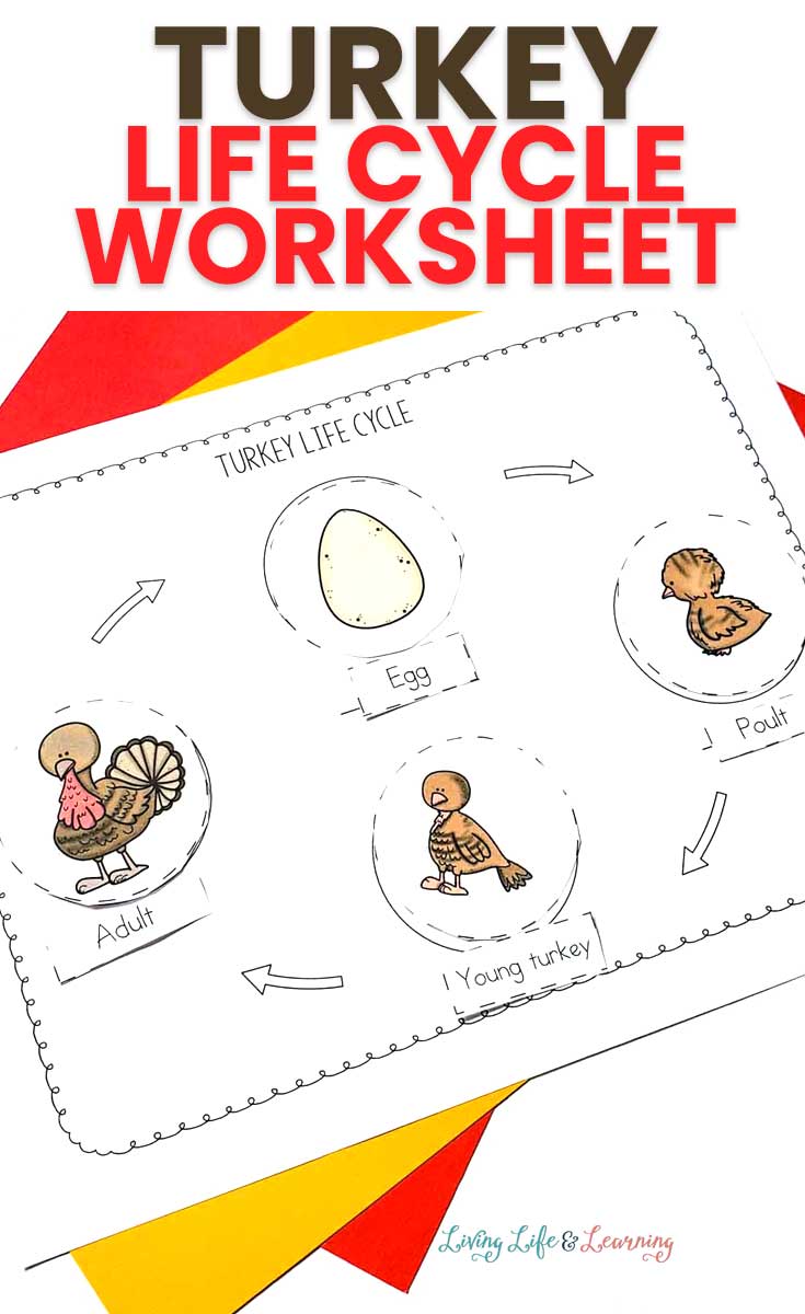 life cycle of a turkey worksheet 