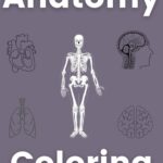 Best Human Anatomy Coloring Books