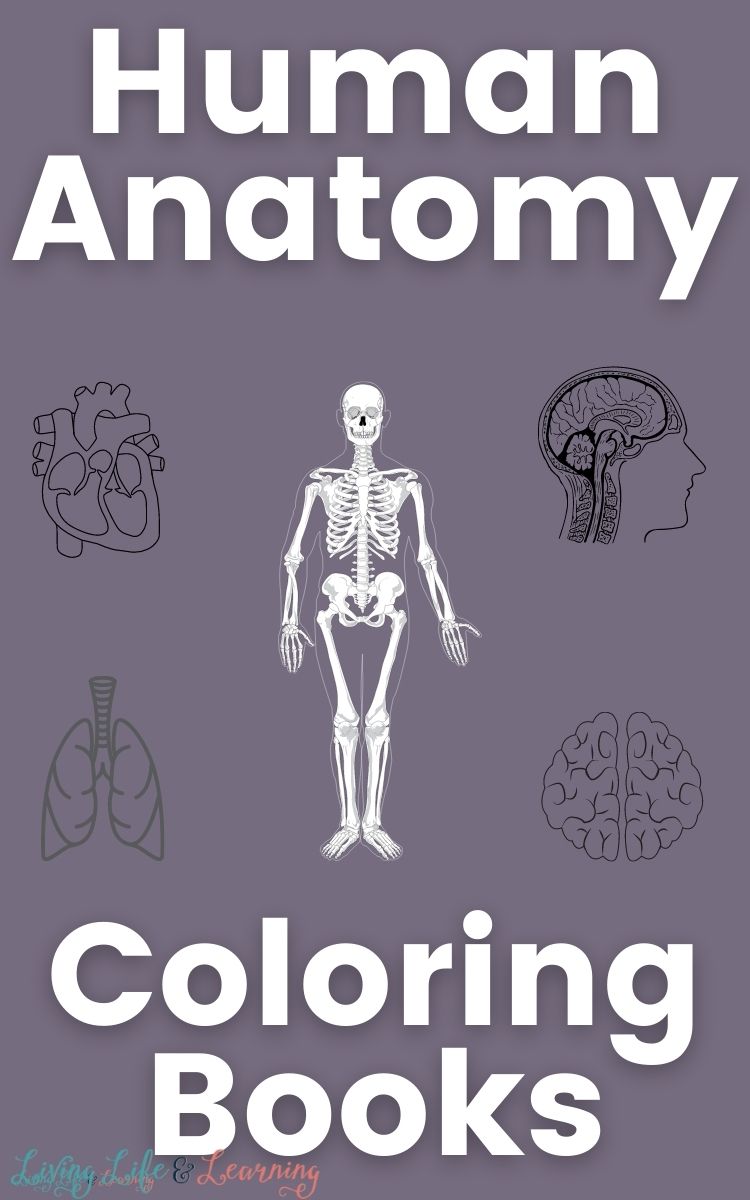 Human Anatomy Coloring Books