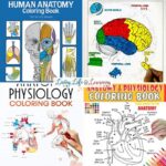 A collage of Human Anatomy Coloring Books
