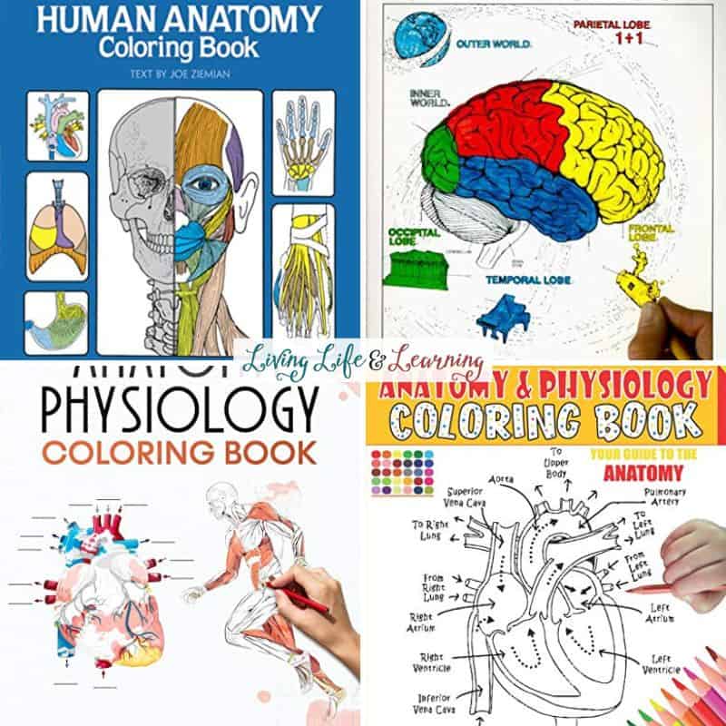 A collage of Human Anatomy Coloring Books