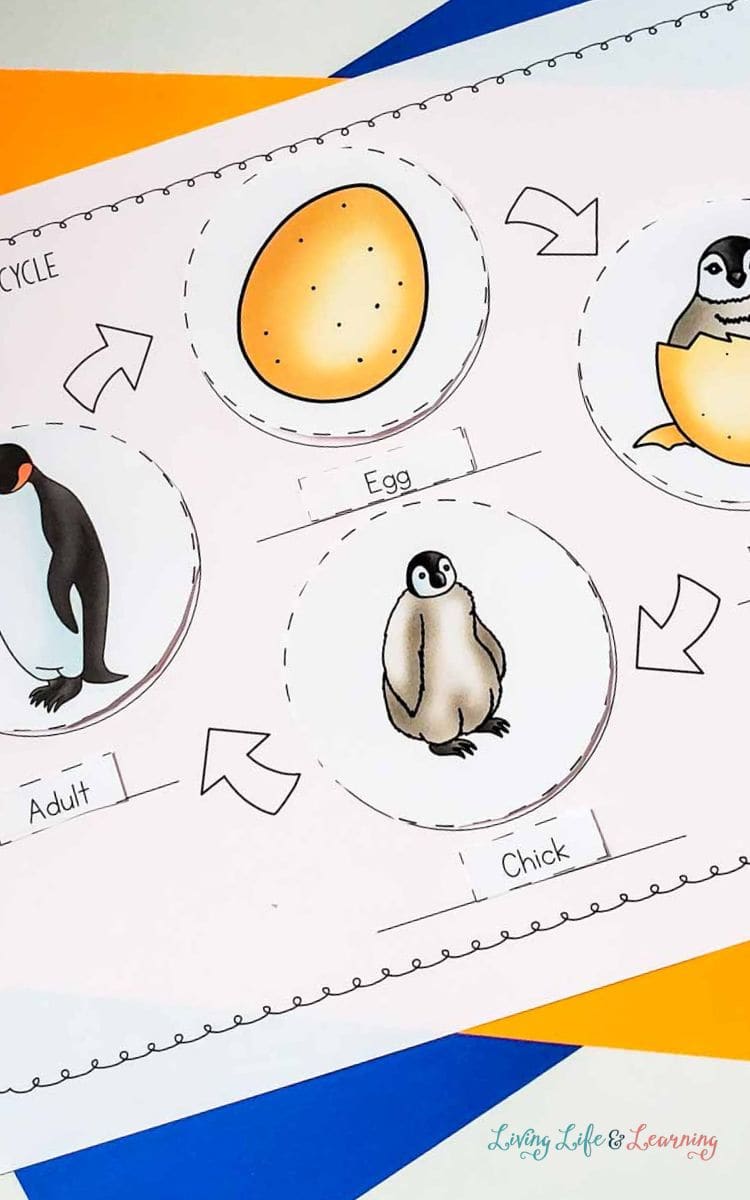 a photo of printed Penguin Life Cycle for Kids