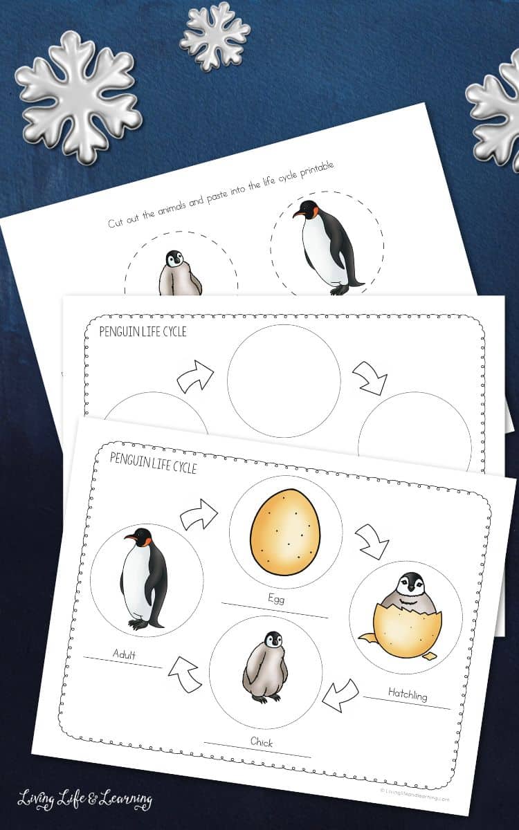 pages included in the Penguin Life Cycle for Kids set