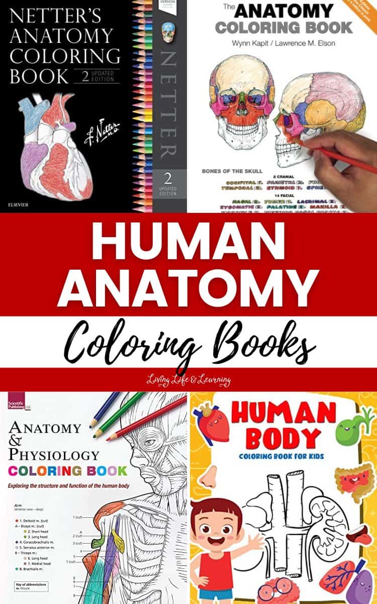 A collage of Human Anatomy Coloring Books