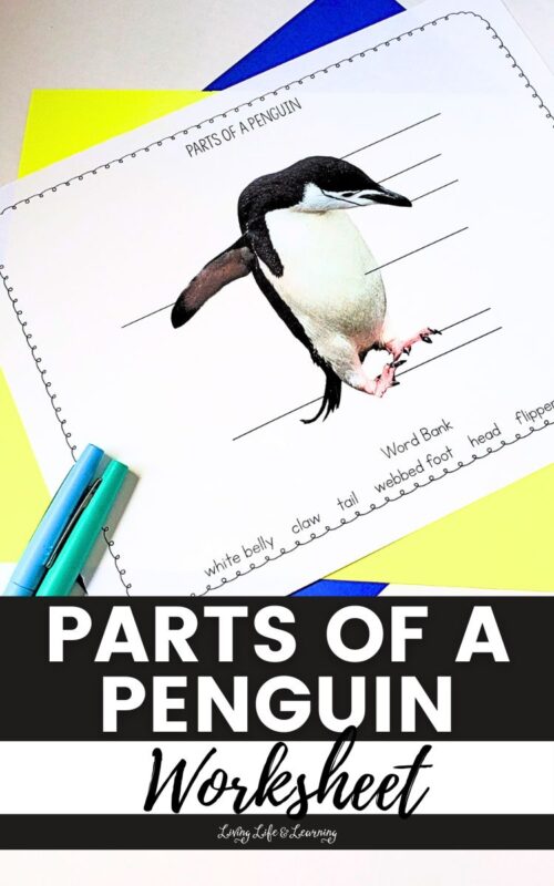Parts of a Penguin Worksheet: Learning About Penguin Anatomy