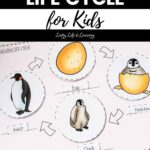 Penguin Life Cycle for Kids on a table