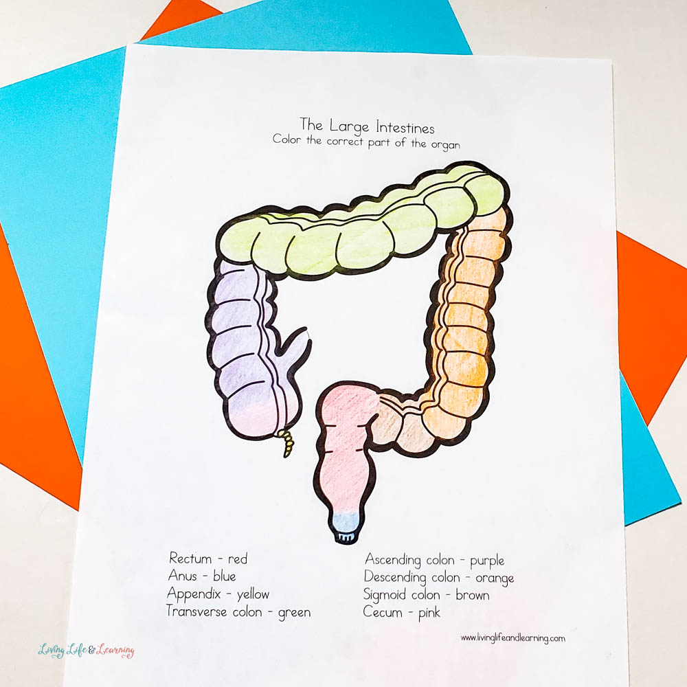 large intestine human body organ coloring page