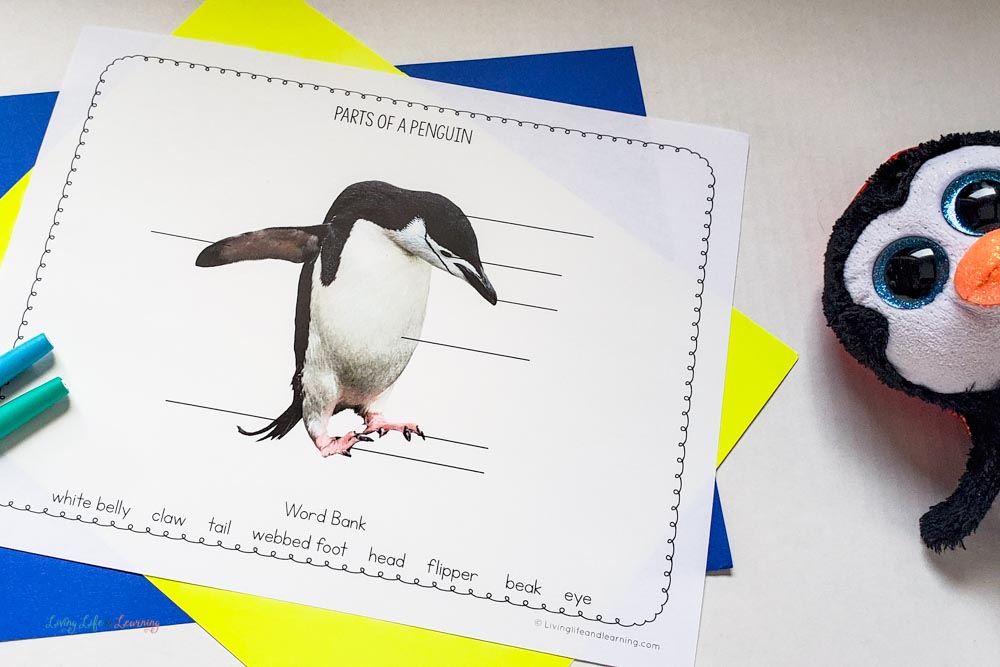 penguin worksheets 