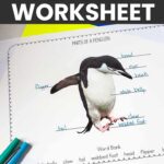 parts of a penguin worksheet
