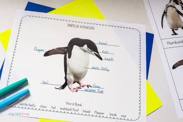 labeling the parts of a penguin worksheet