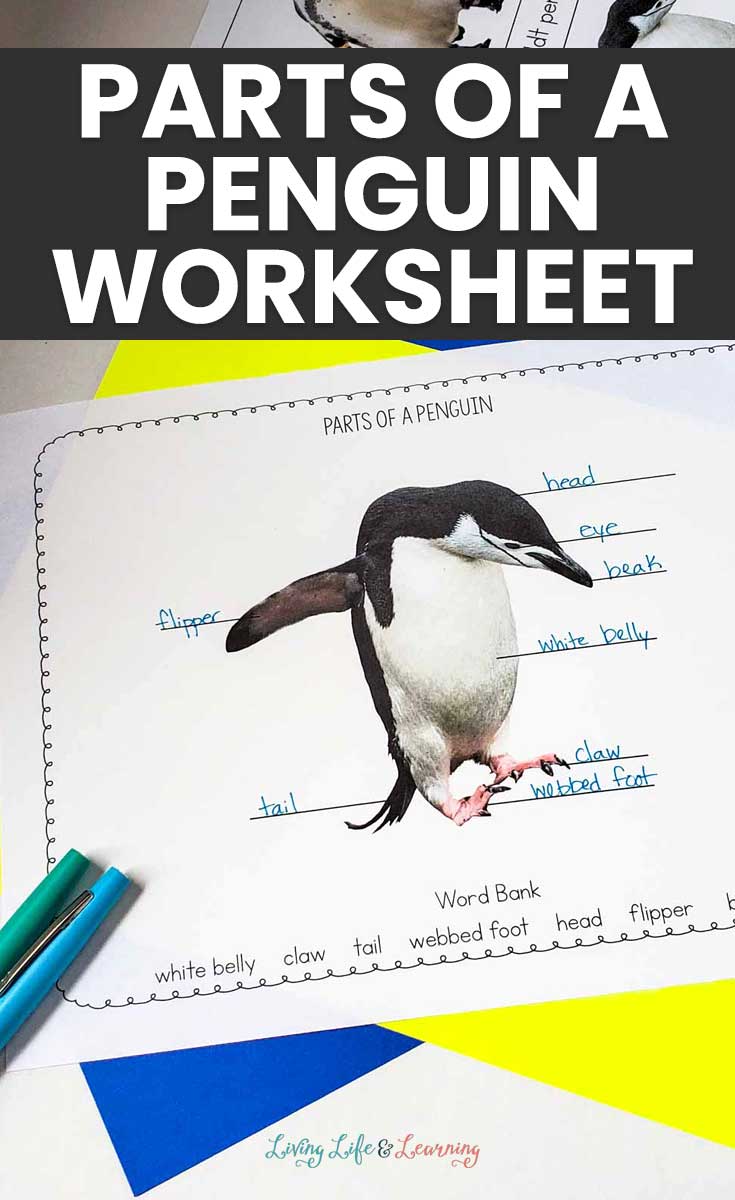 Parts of a Penguin Worksheet
