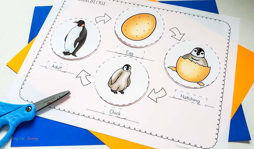 printable life cycle penguin 