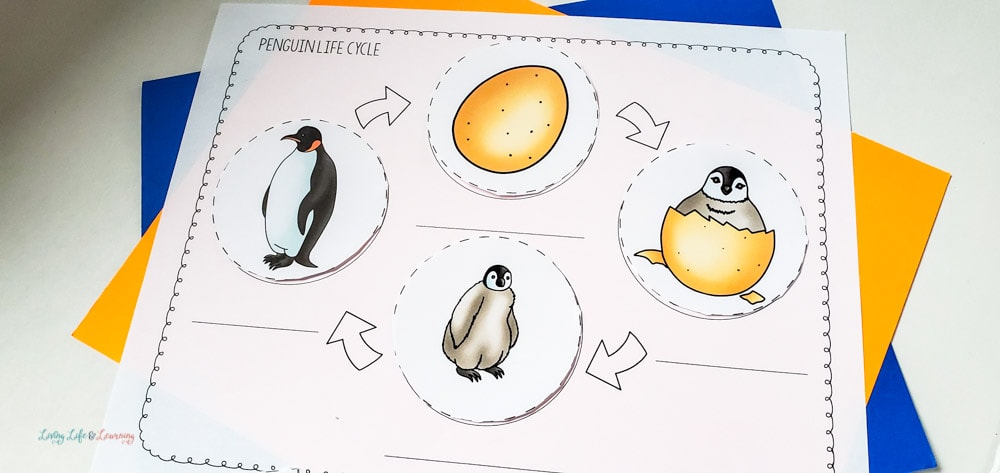 life cycle of penguins 