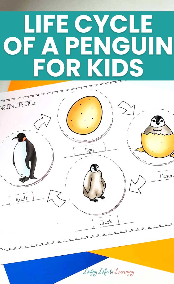 Penguin Life Cycle for Kids