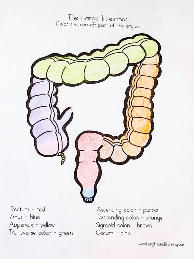 Human Body Organs Coloring Pages for Kids Story - Living Life and Learning