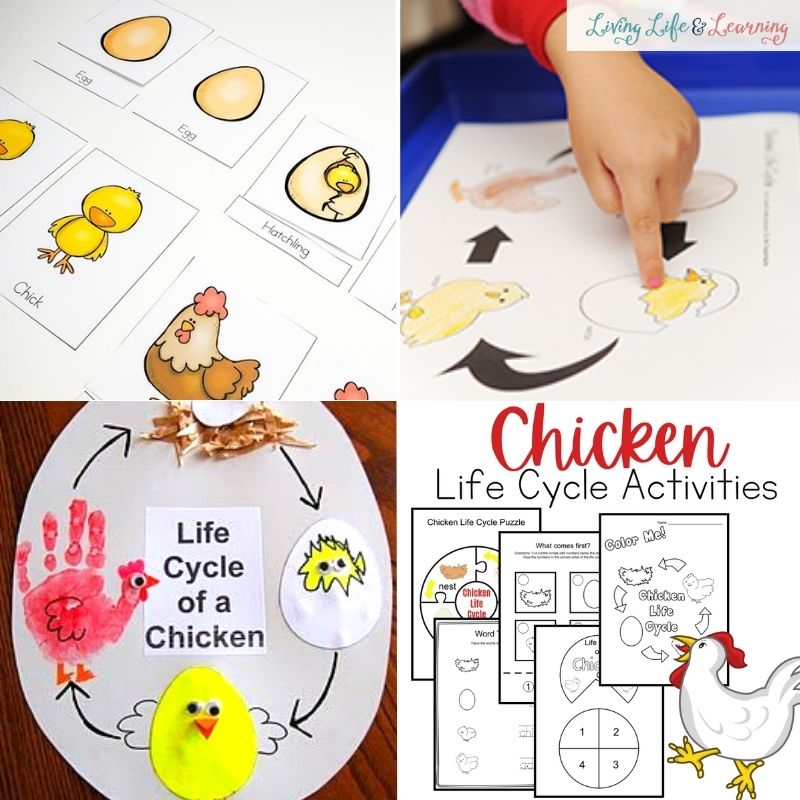 collage of chicken life cycle activities for preschool