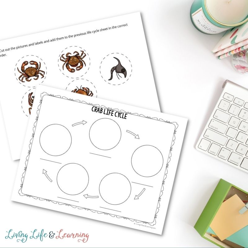 crab cycle worksheets on a computer table