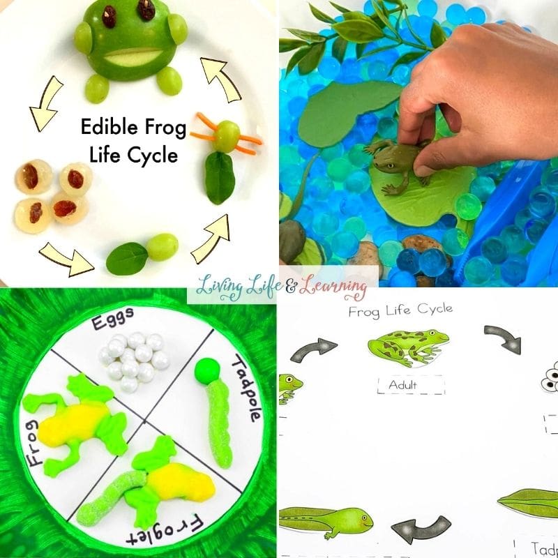 collage of frog life cycle activities
