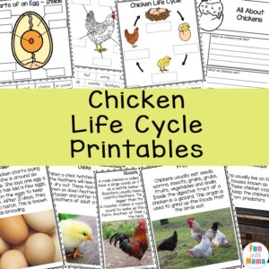 Chicken Life Cycle Activities for Preschool