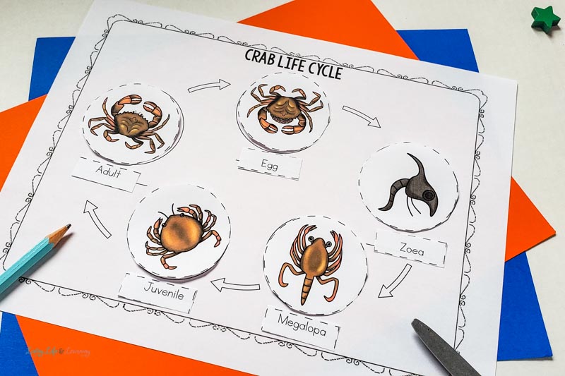 photo of crab life cycle worksheet on top of colored papers
