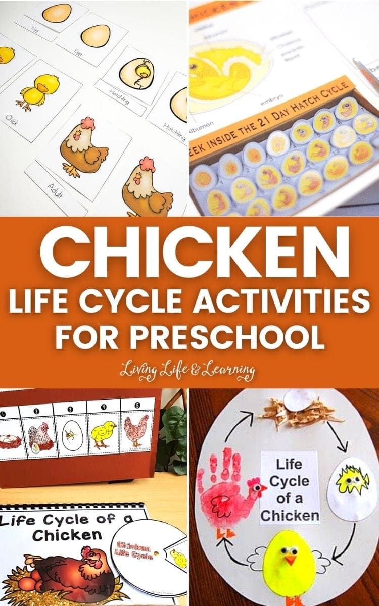 collage of chicken life cycle activities for preschool