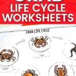 crab cycle worksheets on a table next to a book