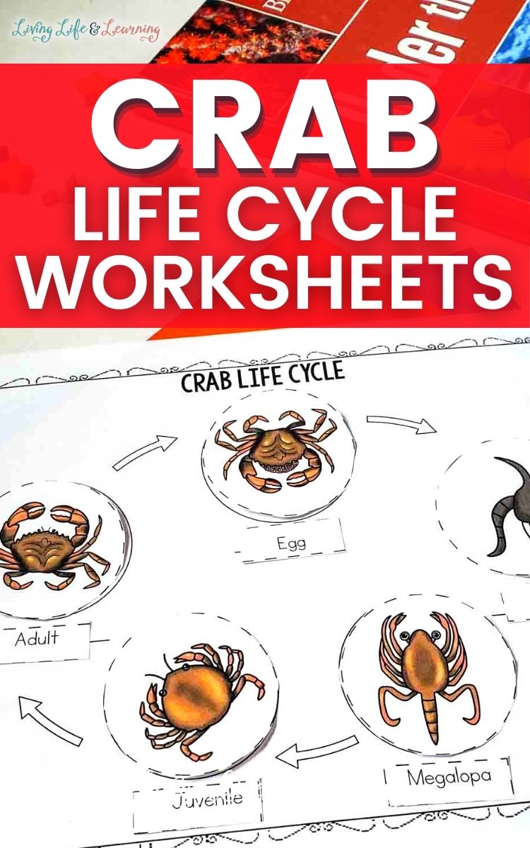 crab life cycle worksheets on a table next to a book