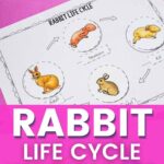 rabbit life cycle worksheets