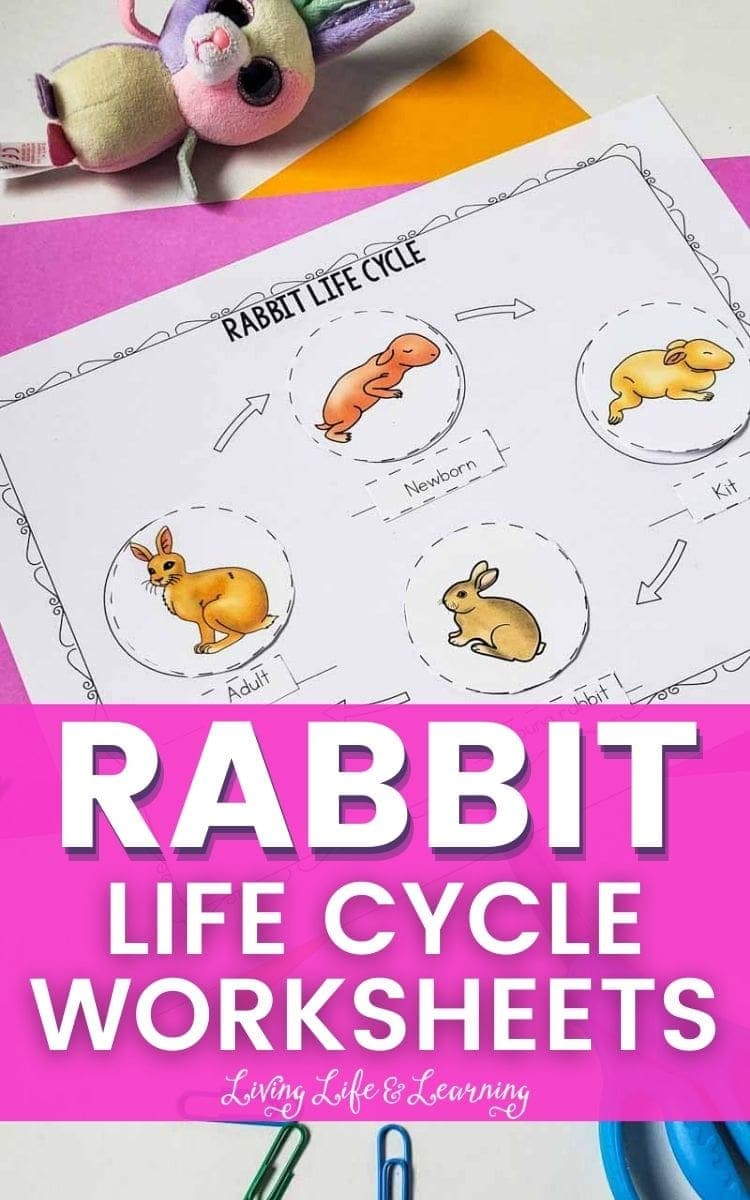 rabbit life cycle worksheet on the desk