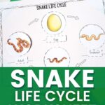 snake life cycle worksheet