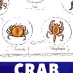 Crab Life Cycle Worksheets
