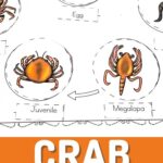Crab Life Cycle Worksheets