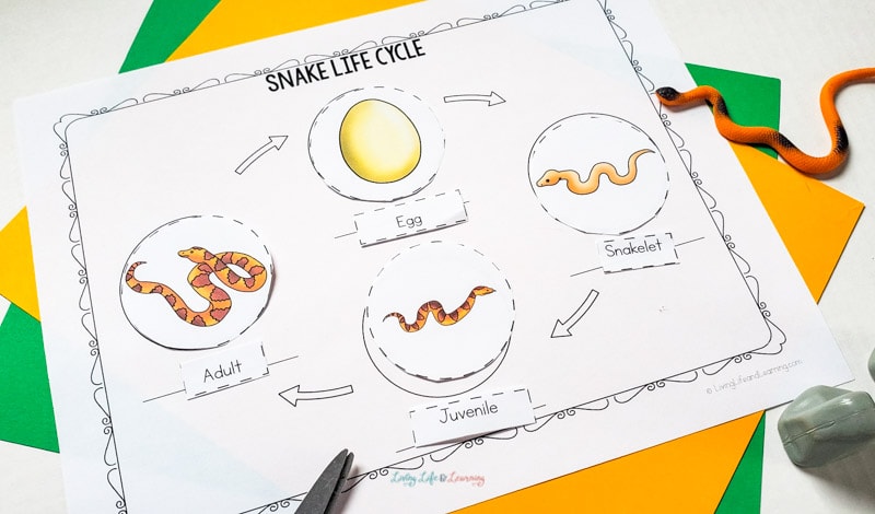 life cycles of snakes 