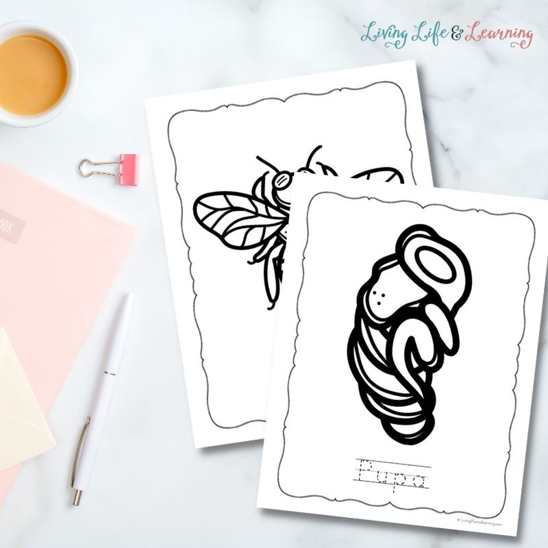 bee life cycle coloring pages on a desk