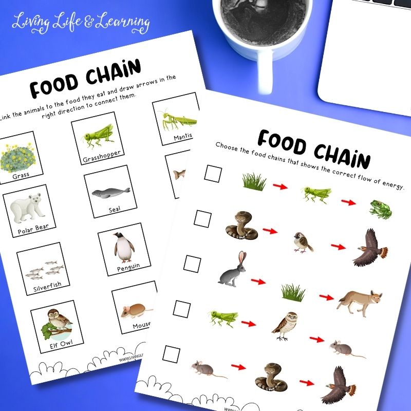 food chain worksheets