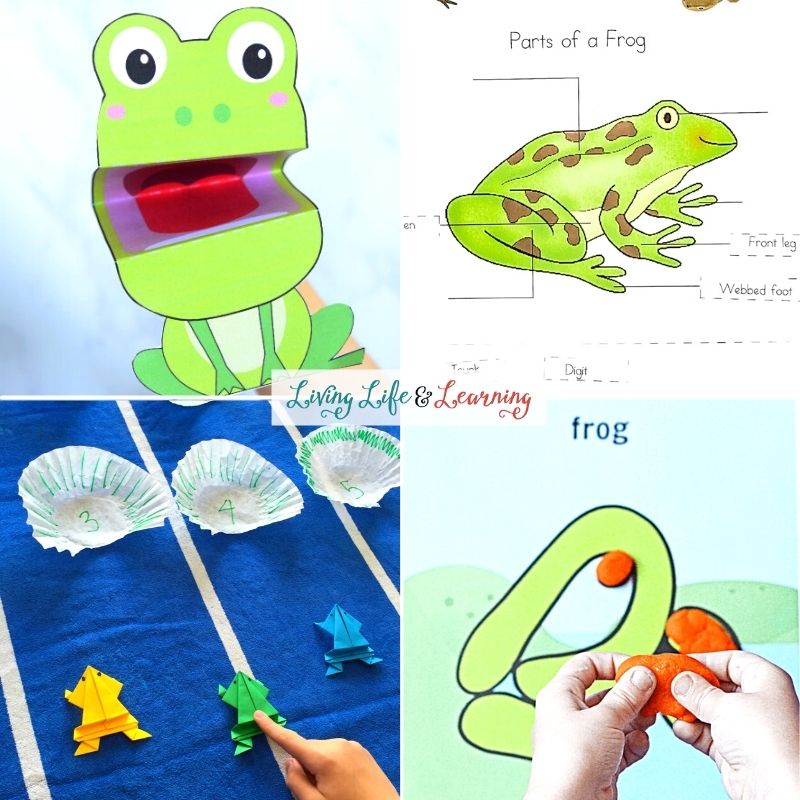 frog activities for kindergarten