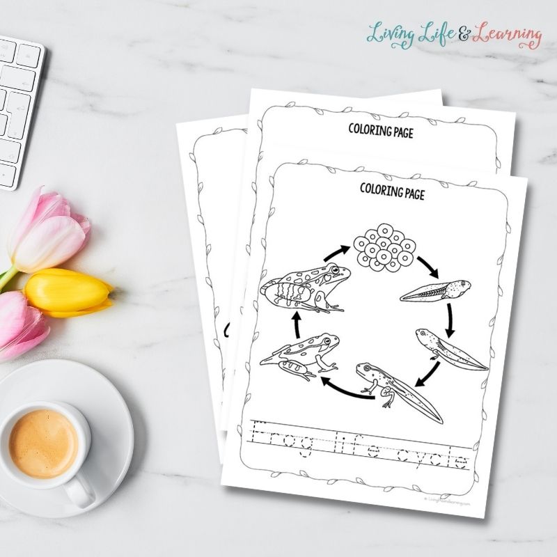 frog life cycle coloring pages on a desk next to a coffee and flowers