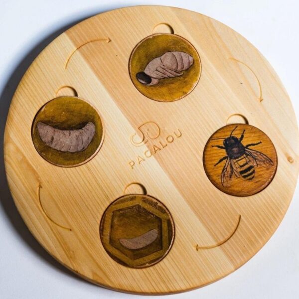 bee life cycle wooden tray