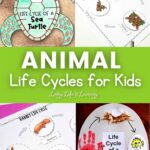 animal life cycle for kids