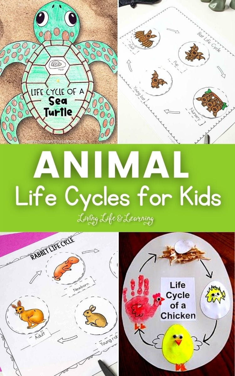 Fun Animal Life Cycles for Kids