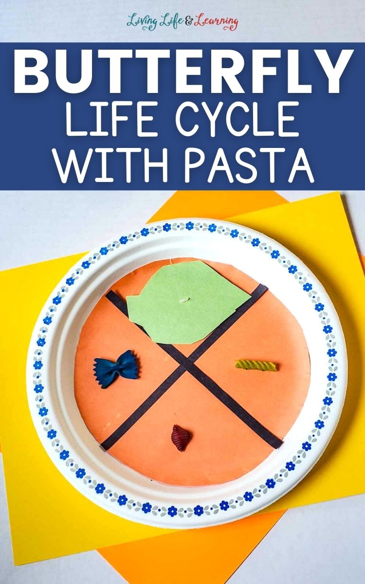 butterfly life cycle with pasta activity