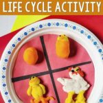 chicken life cycle activity