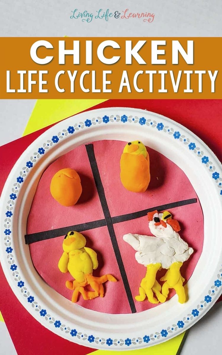Chicken Life Cycle Activity