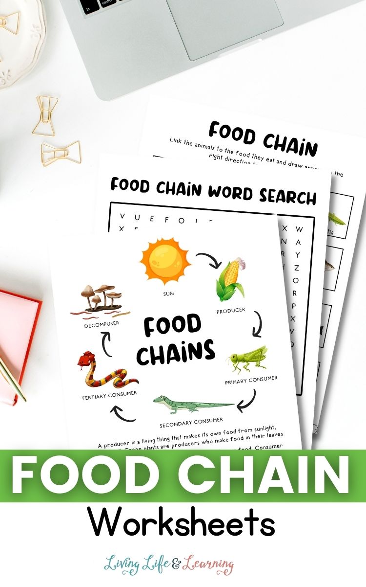 food chain worksheets