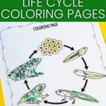 frog life cycle coloring pages