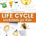 life cycle worksheets for kids