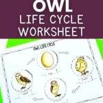 owl life cycle worksheet