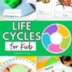 A collage of Fun Life Cycles for Kids